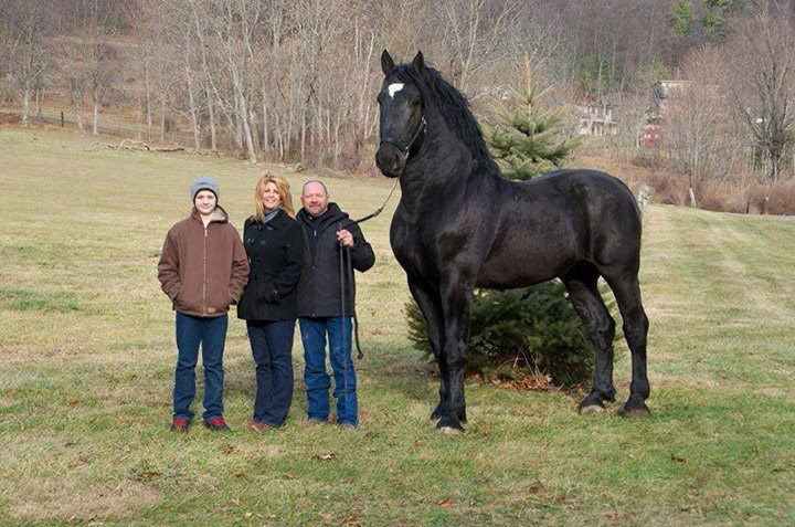 Giant the Horse
